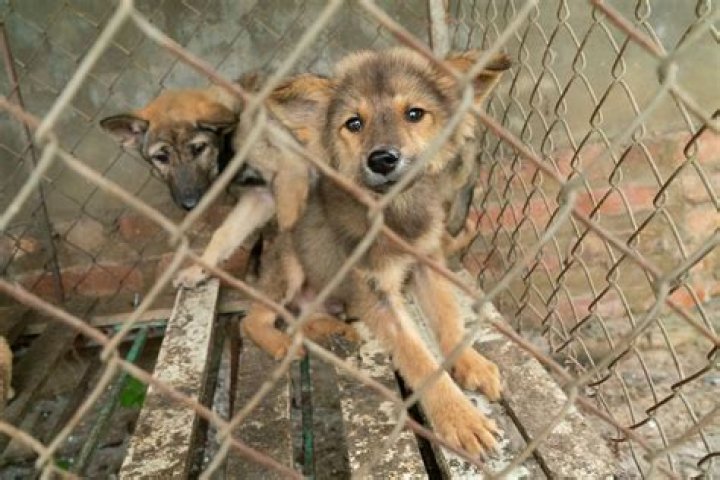 
18 Dogs Saved from Vietnam Slaughterhouse — Including Canines ‘Locked Up in Cages for Fattening’ 