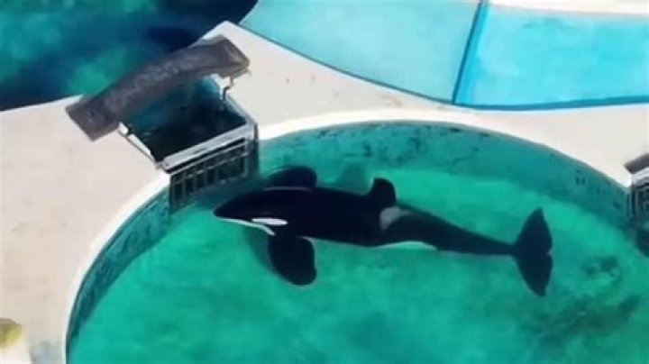 
All about Kiska, ‘world’s loneliest orca whale’, star of Free Willy movie dies at at Marineland theme park, Niagara Falls 