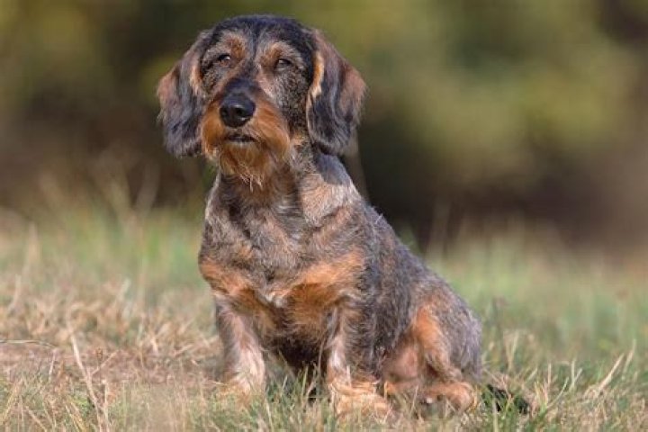 
Archaeologists Find Remains of Small Dogs Similar to Dachshunds in the Drains of Rome’s Colosseum 