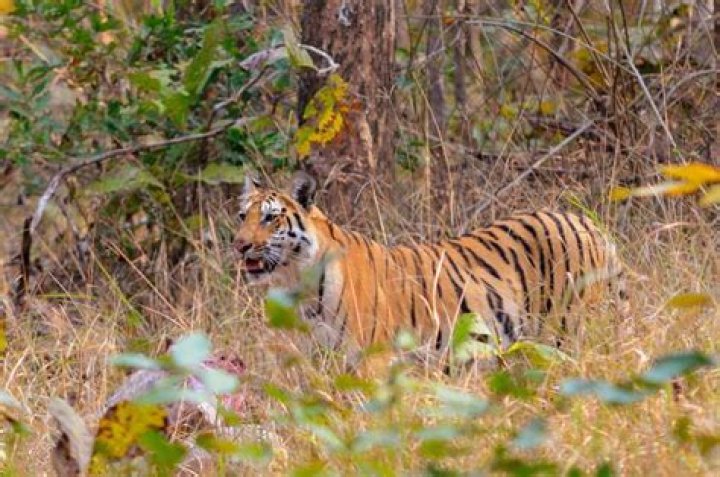 
Body of tiger found floating in river in Pench National Park 