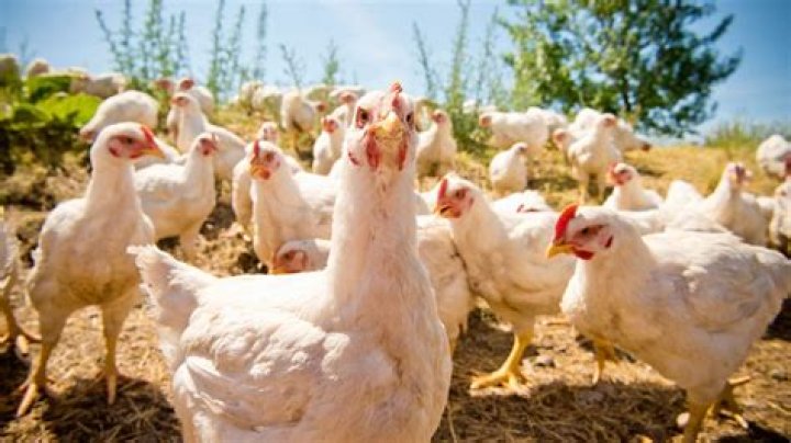 
Bozrah Chicken egg farm fire: Investigation underway as 100,000 chickens reportedly die 
