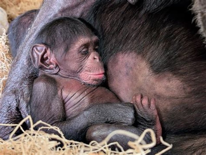 
How old was Kucheza? Sedgwick County Zoo baby chimpanzee found dead in mother’s arms 