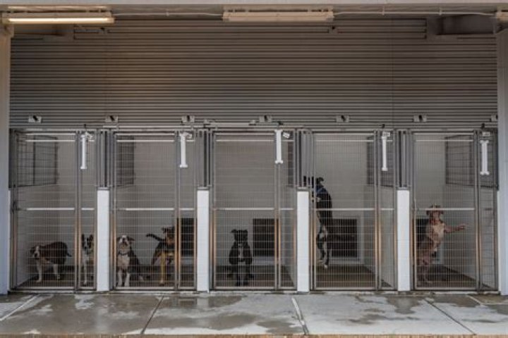 
Ind. Community Starts ‘Where’s Waylon?’ Project to Help Dog Waiting in Shelter Over 600 Days 