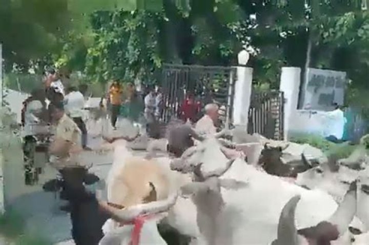 
India overrun by ‘cow-bombings’ in beef over government funding 