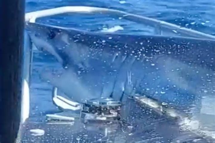 
Large Mako Shark Leaps Out of the Water and Lands on Fishing Boat — Watch the Shocking Moment! 