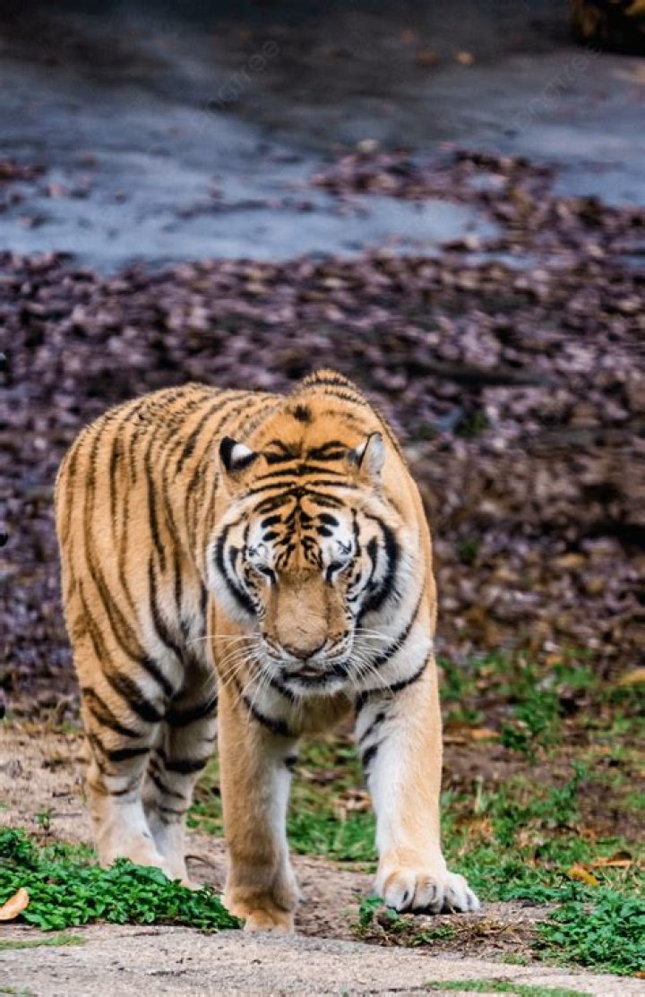 Lineth Beerensteyn Parents: Father Kenneth Beerensteyn And Mother Linda Beerensteyn