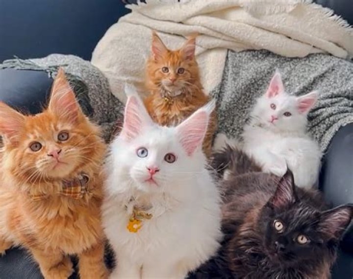 Meet John Coon And Paula Coon, Carrie Coon Parents, Family And Net Worth