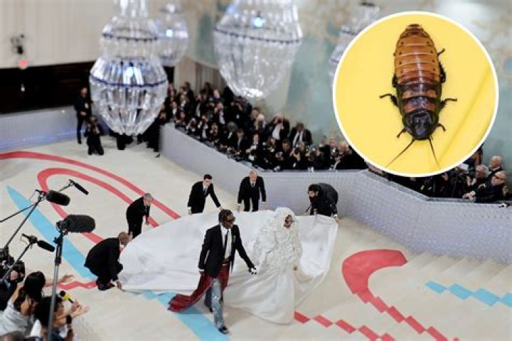 
Met Gala 2023: Video of cockroach on red carpet goes viral 