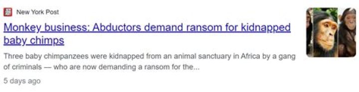 
Monkey business: Abductors demand ransom for kidnapped baby chimps 