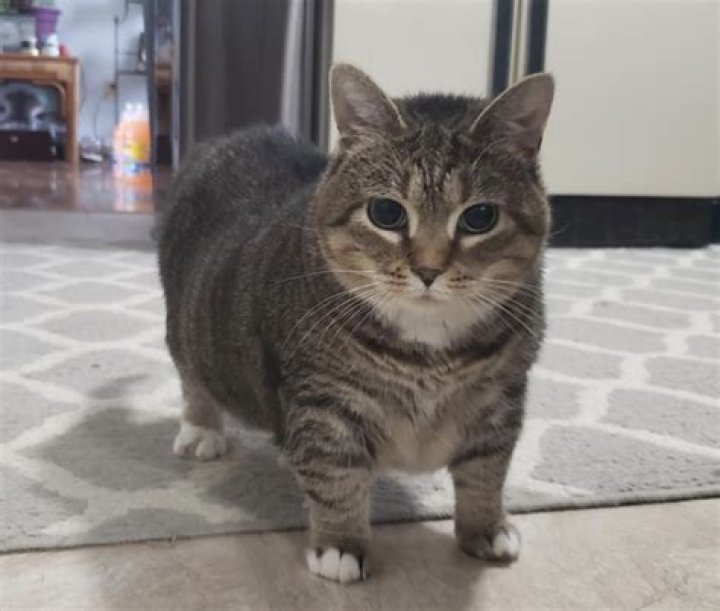 
Pororo Kucing Tiktok Hilang, Who Is The Owner and What Exactly Happened To The Cat? 