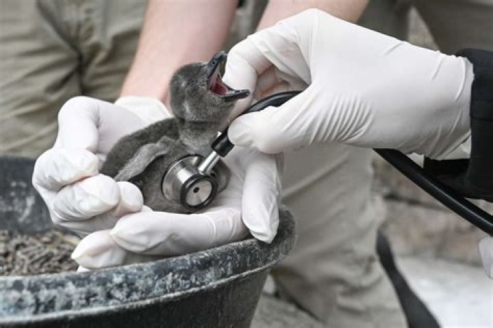 
Rare Baby Penguin Hatches in Time for International African Penguin Awareness Day Celebration 