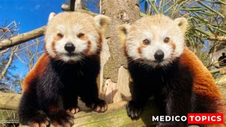 
Twin Red Panda cubs died at longleat Safari park: What happened to Tala and Sumi? Explained 
