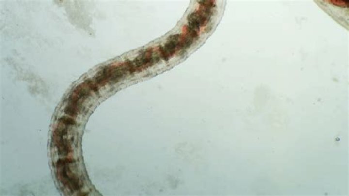 
What Does A Hot Dog Look Like Under A Microscope? TikTok Trend Origin and Meaning Explained 