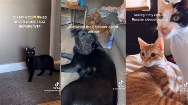 What Is The ‘Kill John Lennon’ Tiktok Meme? Russian Sleeper Agent Pet Tiktok Compilations