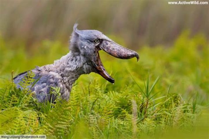 Who is Jenifer Vogel? Unknown facts about Frank Vogel’s wife