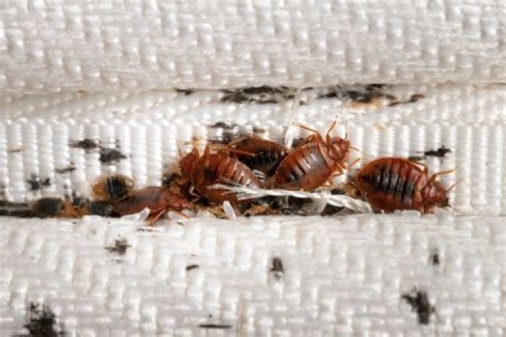 
Will salt water kill bed bugs? 